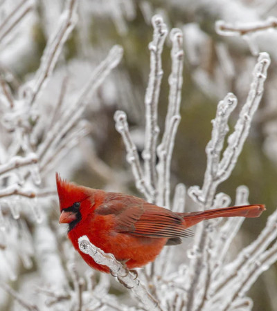 Birding